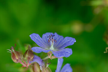 un effet abstrait des fleurs 