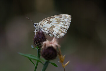 Photo d'un papillon demi-deuil 