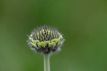 le design des fleurs 