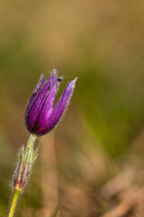 Une anémone pulsatile au printemps 