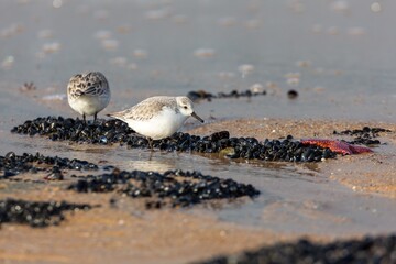 Des oiseaux a la pèche aux moules 