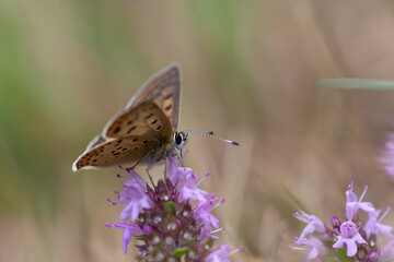 Gros plan sur les yeux d'un papillon 