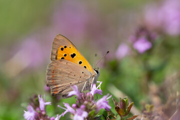 Un beau papillon orange 