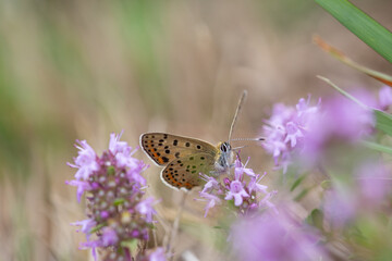 La beaut&eacute; des couleurs de la nature 