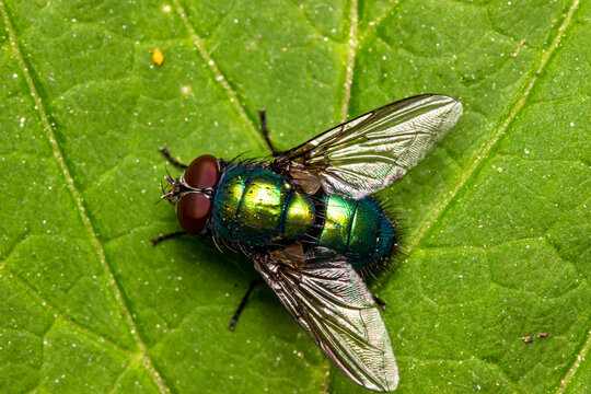 The fly is a green carrion bird with a metallic sheen. colorful macro photography. close-up. space for the text. blurred background with highlights. bokeh.