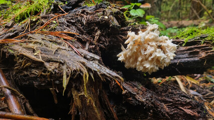 Wet Hericium coralloides Mushroom on a fallen tree in the forest, close-up 