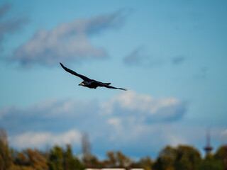 Crow in flight