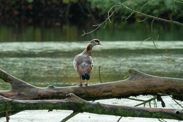 Borken, nrw, germany, egyptian goose standing on a fallen log by water