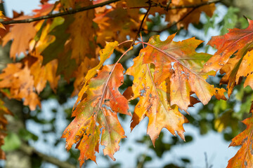 Borken, nrw, germany, oak tree leaves changing colors during autumn season