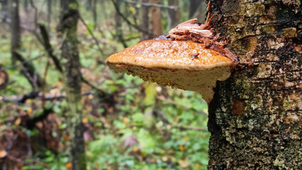 Fomes fomentarius Fungi, Hooves, Stuffed mushrooms growing on a tree in the forest. Selective focus