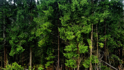 Obraz premium Pine trees in the forest. Green spruce forest in the mountains.