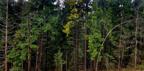 Fototapeta premium Pine trees in the forest. Green spruce forest in the mountains.