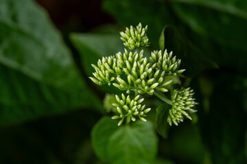 Macro Close-up of Green and White Flower Buds