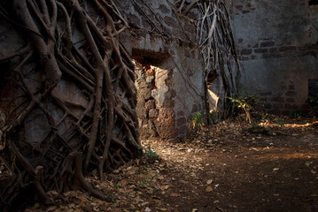 Ancient stone wall covered with thick tree roots intertwining and spreading across surface, sunlight streaming through small window opening, dry leaves scattered on ground