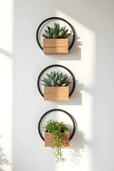 Fototapeta premium Three vertical wall planters showcase green plants in wooden boxes and black rings, vertical composition. Bright sun casts crisp shadows, adding depth to the clean white walls modern look.