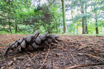 a pine cone lying on the ground in the forest. a close-up macro photo of a pine cone. a wide angle of view. a macro landscape. free space.