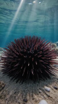 A detailed shot of a sea urchin at the ocean floor, showcasing its intricate details and the underwater ambiance
