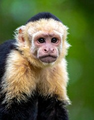 Captivating Capuchin - A Close-Up Portrait of a Curious Monkey.