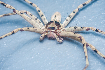 Huntsman spider close-up showing intricate hairy details