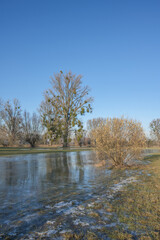 icy Flood at Rhine River Floodplain,Urdenbacher Kampe Nature Reserve,Dusseldorf,Germany