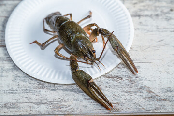 Large freshwater crayfish on a white kitchen plate ready for cooking.