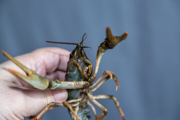 A hand holds a large caught freshwater crayfish moving its claws and legs. Catching crayfish and crustaceans