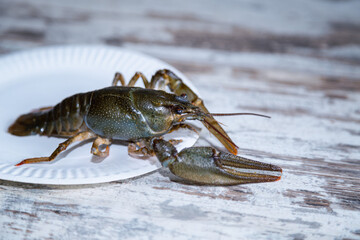 Large freshwater crayfish trying to escape from a dinner plate on the table, close-up.