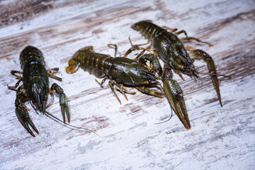  Live freshwater crayfish lie on a wooden counter for further sale or cooking as a delicacy, close-up.