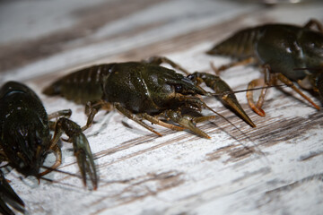 Live freshwater crayfish with one small claw instead of a previously lost one lies on a wooden kitchen table for further sale or cooking as a delicacy, close-up.