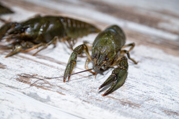 Live freshwater crayfish of bright green color lies on a wooden kitchen table for further sale or cooking as a delicacy, close-up.