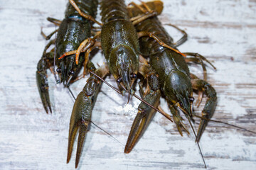 Three live crayfish lie on a market counter, close-up. Catching crayfish and crustaceans, crayfish for fresh cooking, sale of fresh crayfish.
