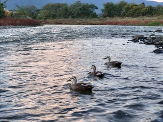 Three ducks are swimming in a river. The water is calm and the sky is orange. The ducks are in the middle of the river, with the leftmost duck being the closest to the shore