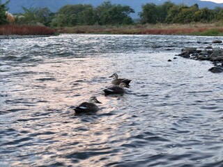 Fototapeta premium Three ducks are swimming in a river. The water is calm and the sky is orange. The ducks are in the middle of the river, with the water flowing around them