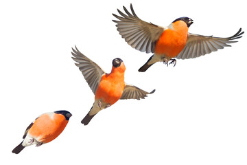 Composition of three Eurasian Bullfinches (Pyrrhula pyrrhula) in various phases of flight. Isolated on a white background