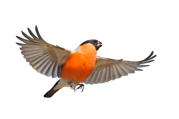 Male Eurasian Bullfinch Pyrrhula pyrrhula in flight with outstretched wings, isolated on a white background