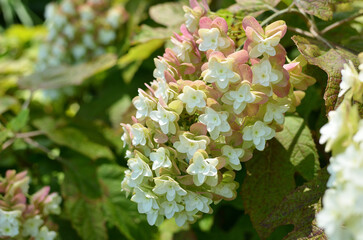 カシワバアジサイ