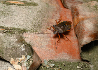 Red-brown forest bug on the bark of a tree covered with moss