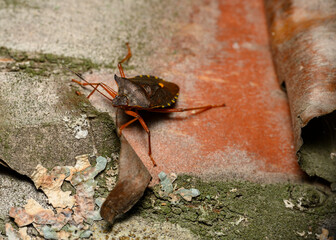 Red-brown forest bug on the bark of a tree covered with moss