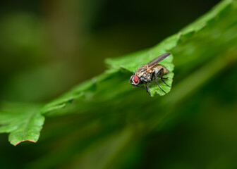 The fly is held on the tip of a shrub leaf in the wind