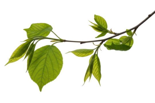 Natural green leafy twig with vibrant foliage, isolated on transparent background