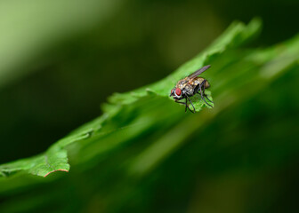 The fly is held on the tip of a shrub leaf in the wind