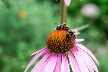 flower reproduction. flower pollination by insects. natural plant reproduction. symbiosis. bumblebee on a flower. blurred background. space for text.