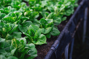 A field of green lettuce plants. The plants are growing in the dirt and are very healthy
