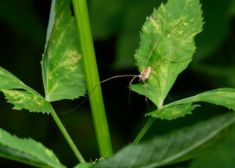 A spider with very long legs on a bush leaf