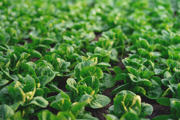 A field of green lettuce plants. The plants are all the same size and are growing in a row