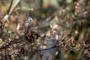 Mésange bleue