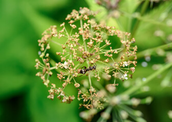 An ant traveling through the ball of a faded constellation of flowers of a meadow plant