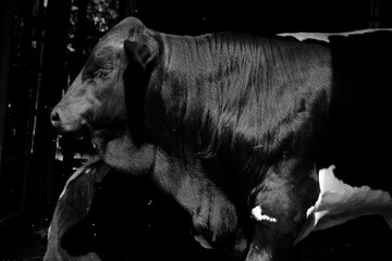 Beef bull calf closeup in black and white on farm. © ccestep8