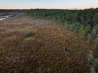 Aerial drone view of a girl collecting cranberries on a boardwalk path in Seli bog, Estonia, during...