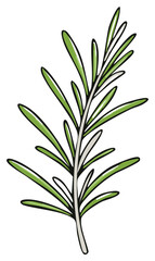 Hand drawn rosemary sprig vector illustration Fresh herbal seasoning for cooking and aroma